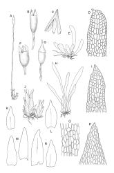 Image: R.C. Wagstaff © Landcare Research 2017 